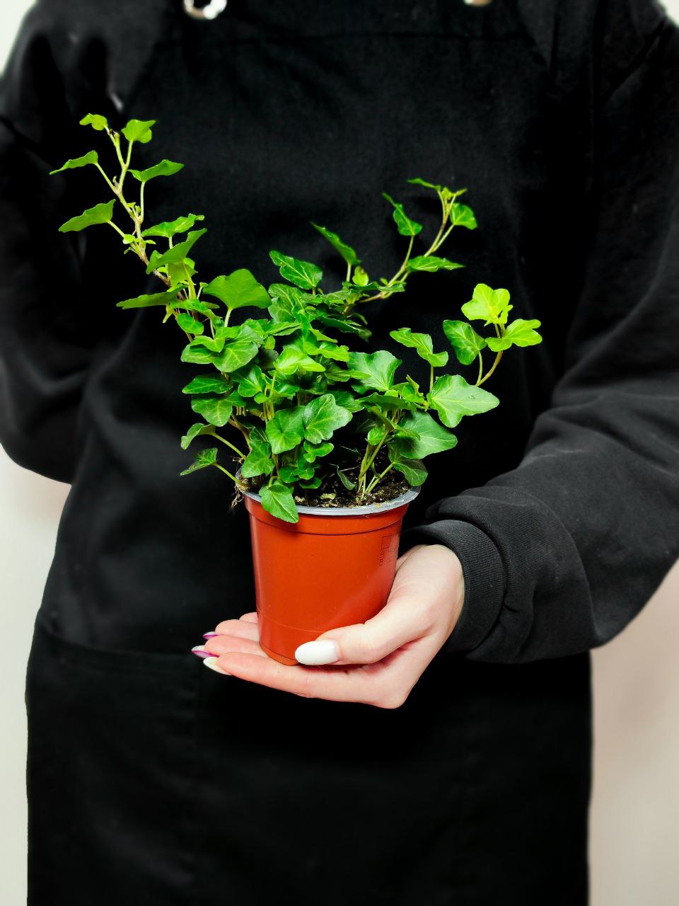 Хедера Хеликс Грин, Плющ (Hedera Helix Green) D9см
