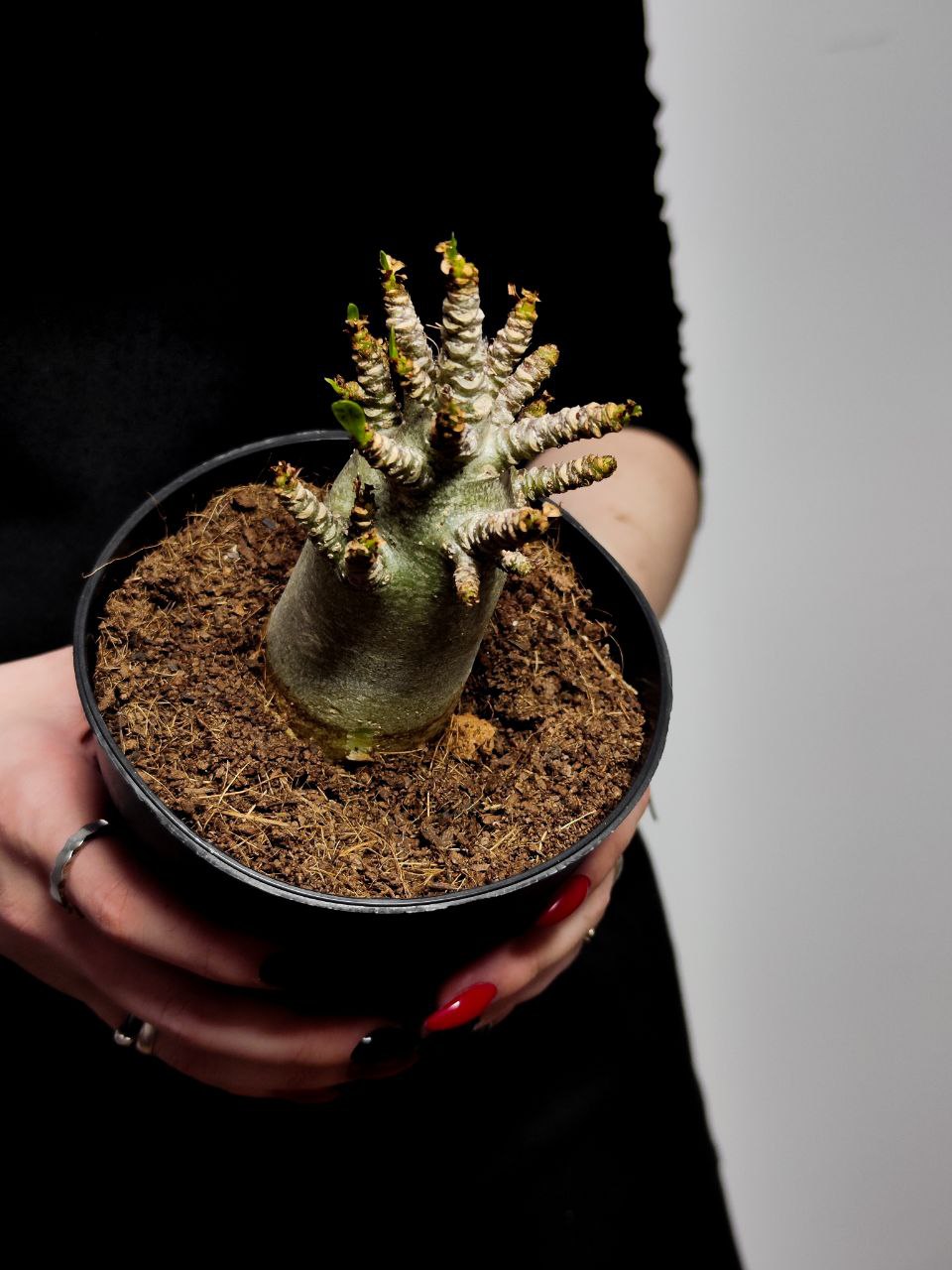Адениум Ансу Баобаб (Adenium Ansu Baobab) D12см
