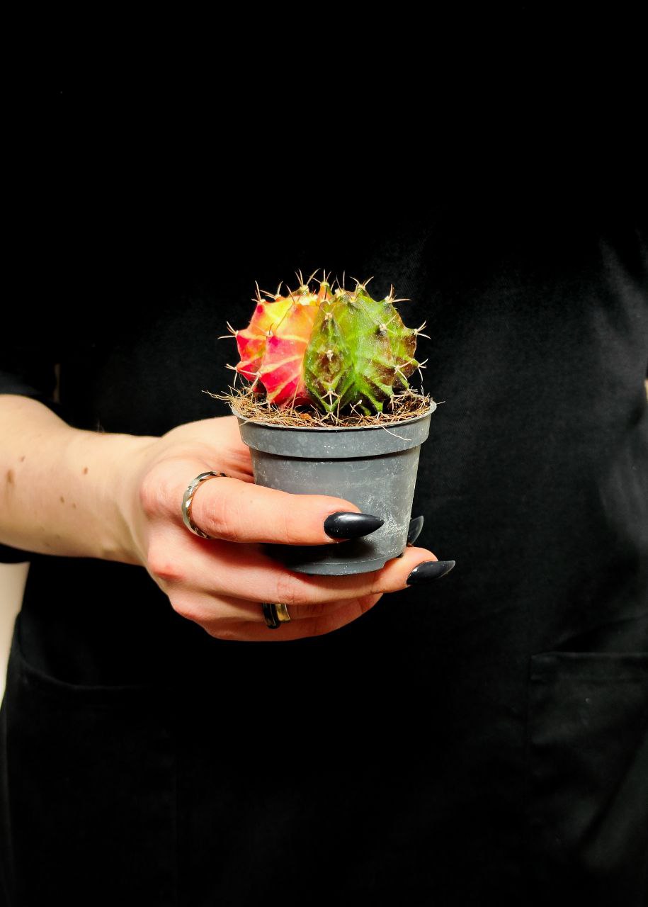 Кактус Гимнокалициум Михановича Вариегатный (Gymnocalycium Mihanovichii Variegata) D6см