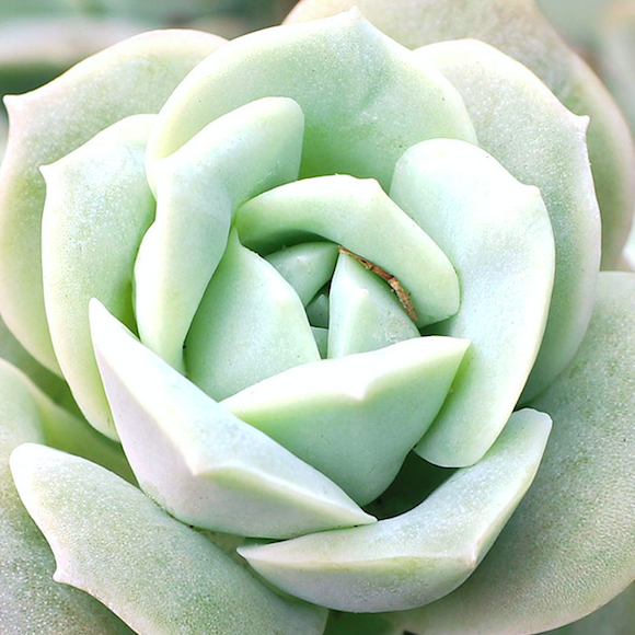 Граптоверия Лавли Роуз (Graptoveria Lovely Rose) D5см