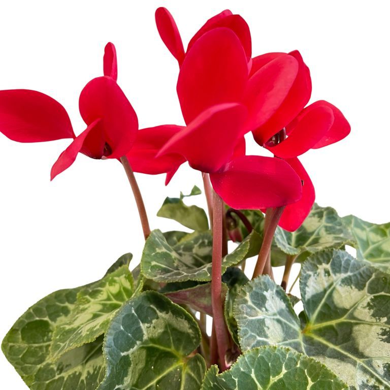 Цикламен Европейский Фуксия (Cyclamen Europaeum Fuchsia) D12см