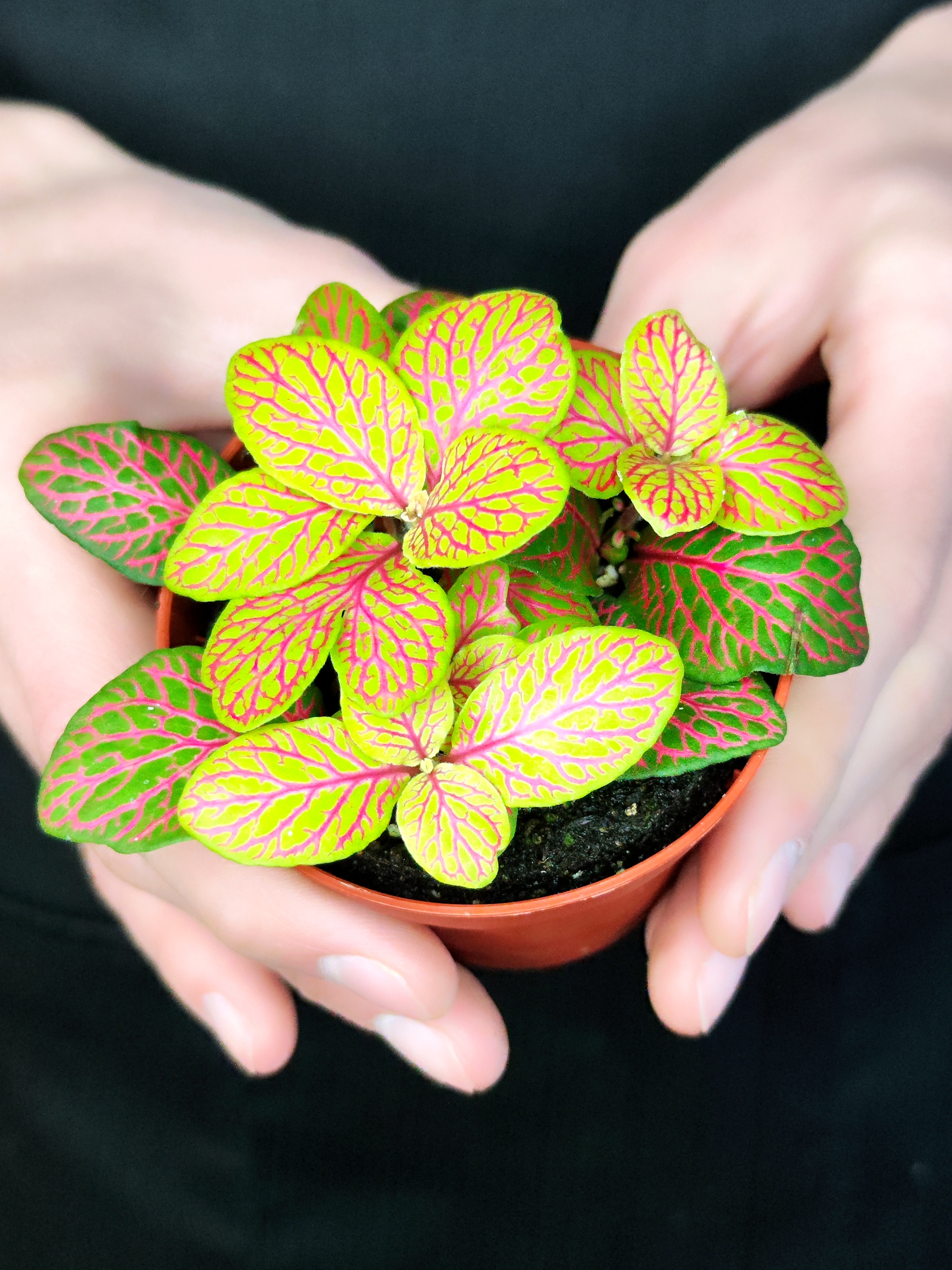 Фиттония Скелетон (Fittonia Skeleton) D8,5см