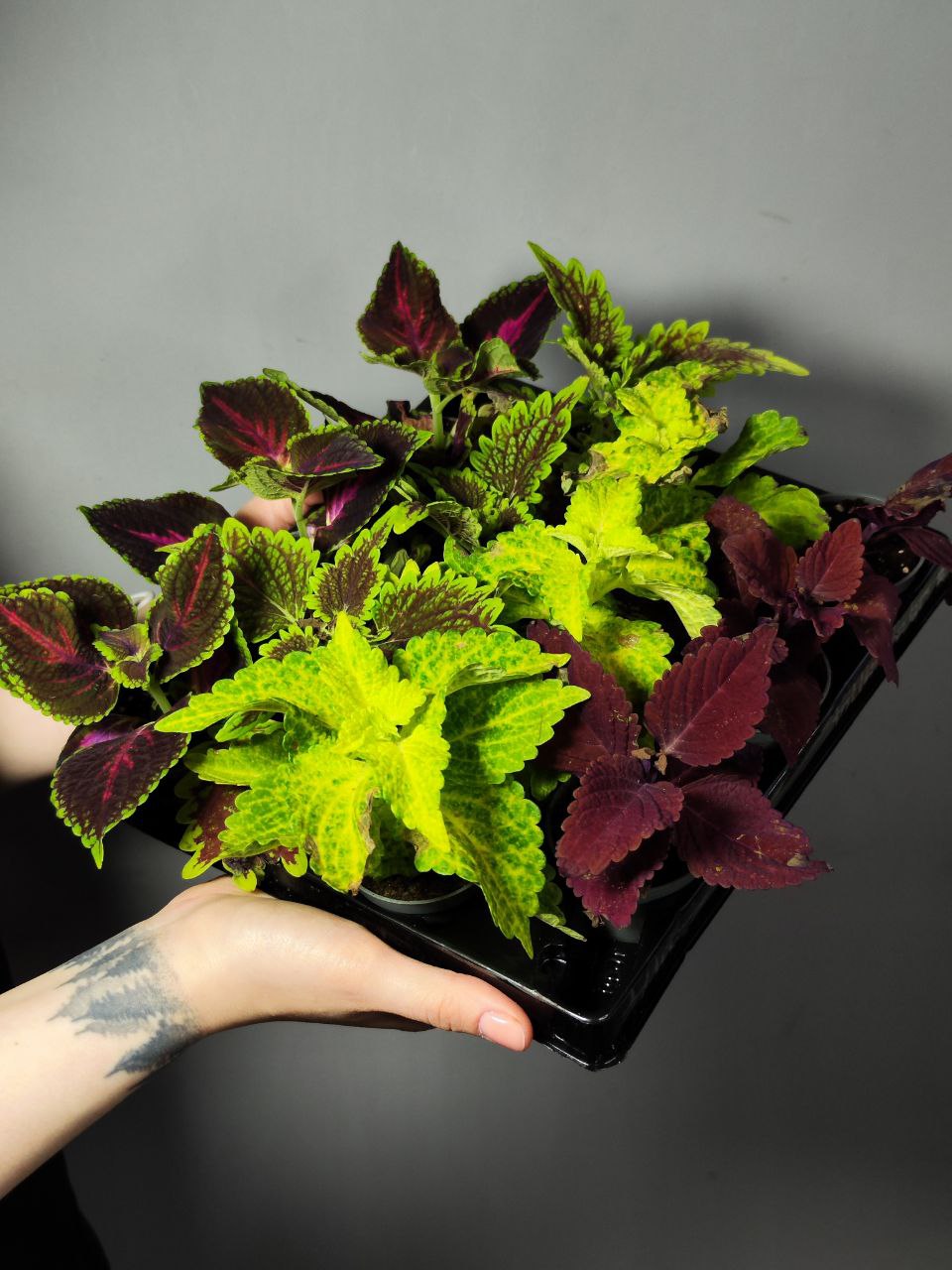 Колеус Лефрик (Coleus Le Freak) D6см