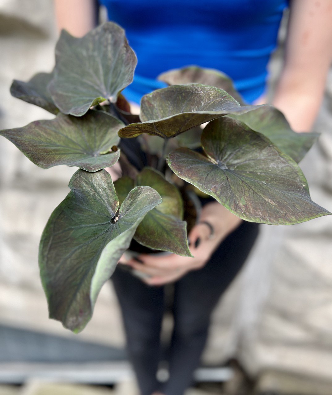 Каладиум Блэк Гибрид (Caladium Black Hibrid) D12см