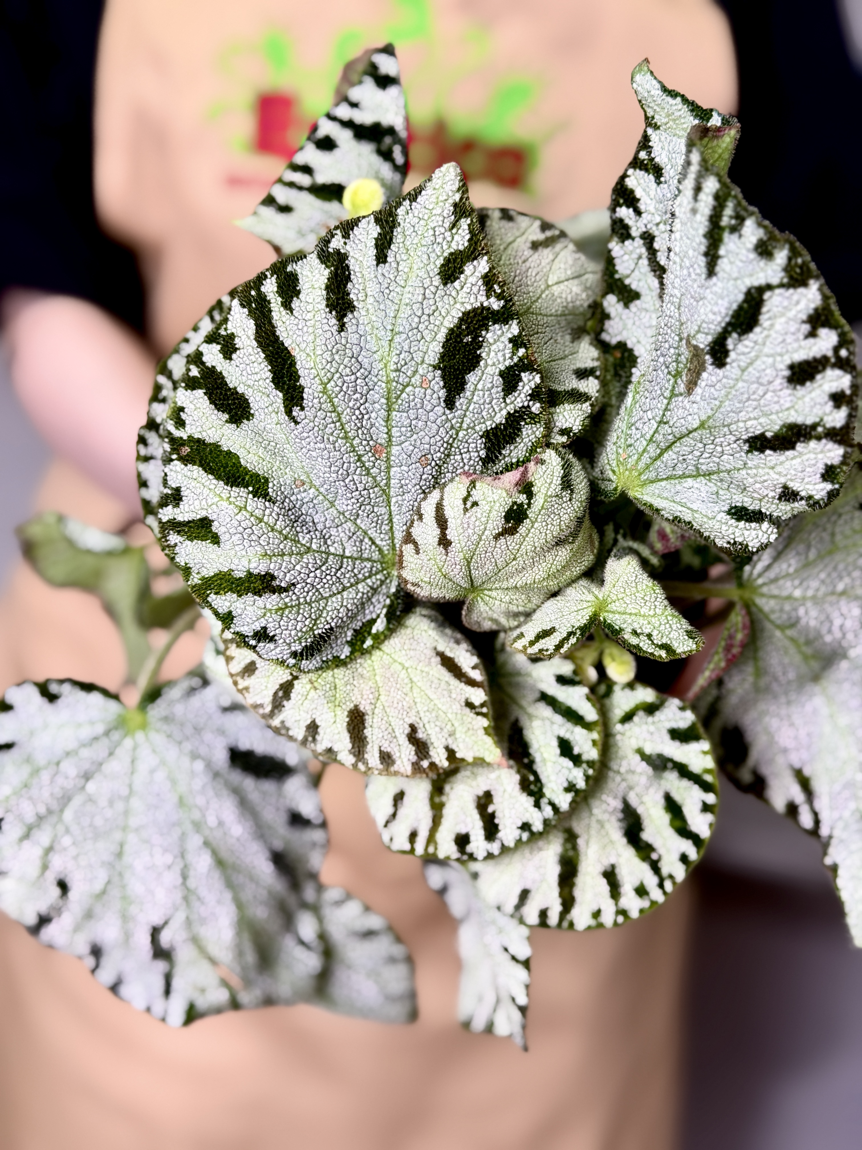 Бегония Сильвер Джевел (Begonia Silver Jewel) D12см