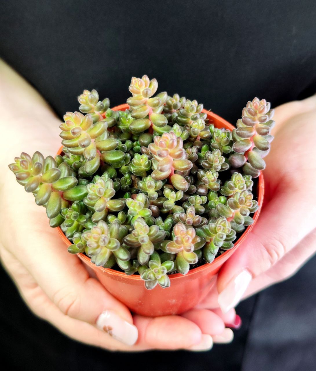 Седум Сталя (Sedum Stahlii) D8cм
