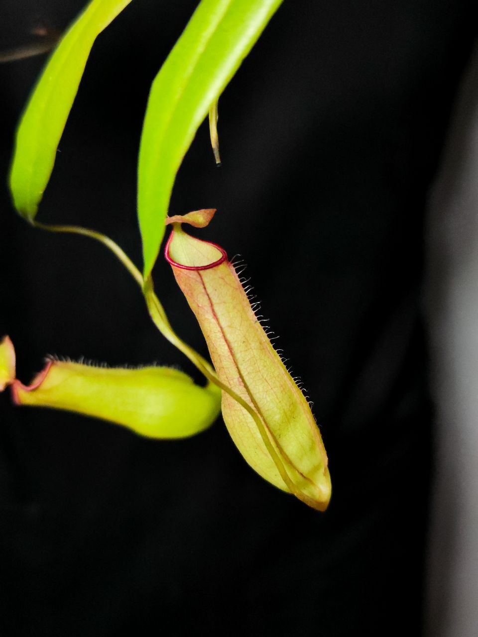 Непентес Евстахия (Nepenthes Eustachya) D9см