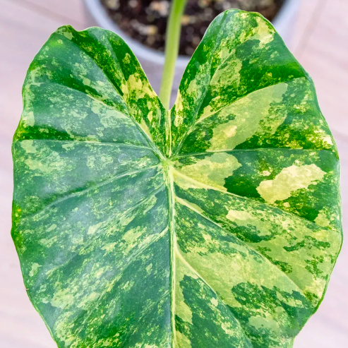 Алоказия Макрориза Аурэа Вариегатная (Alocasia Macrorrhiza Aurea Variegata) D6см