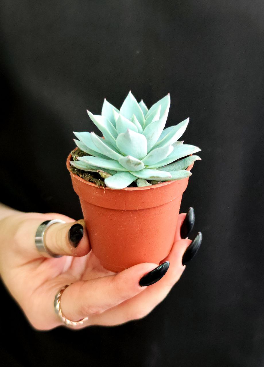 Эхеверия «Блю Бёрд» (Echeveria Blue Bird) D5см