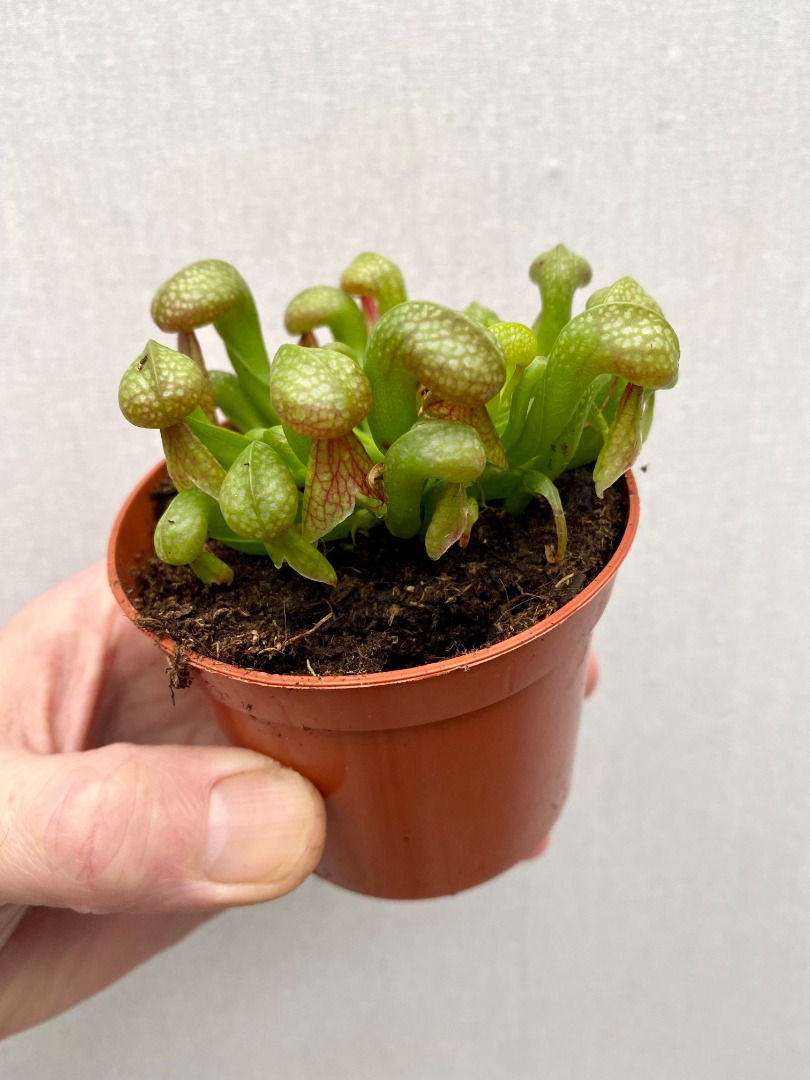 Дарлингтония Калифорнийская (Darlingtonia Californica) D9см