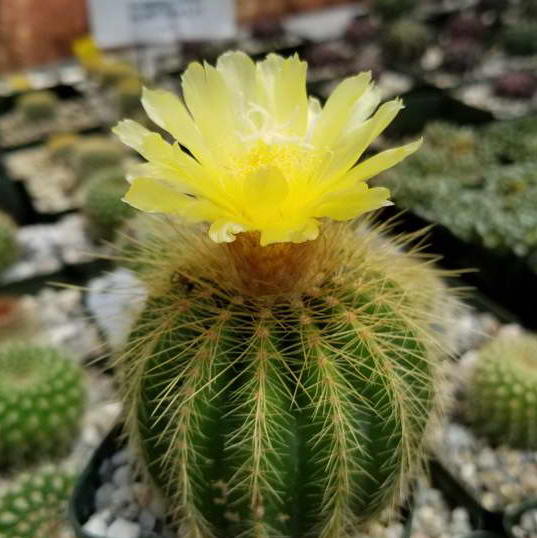 Нотокактус Вараси (Notocactus Warasii) D5см