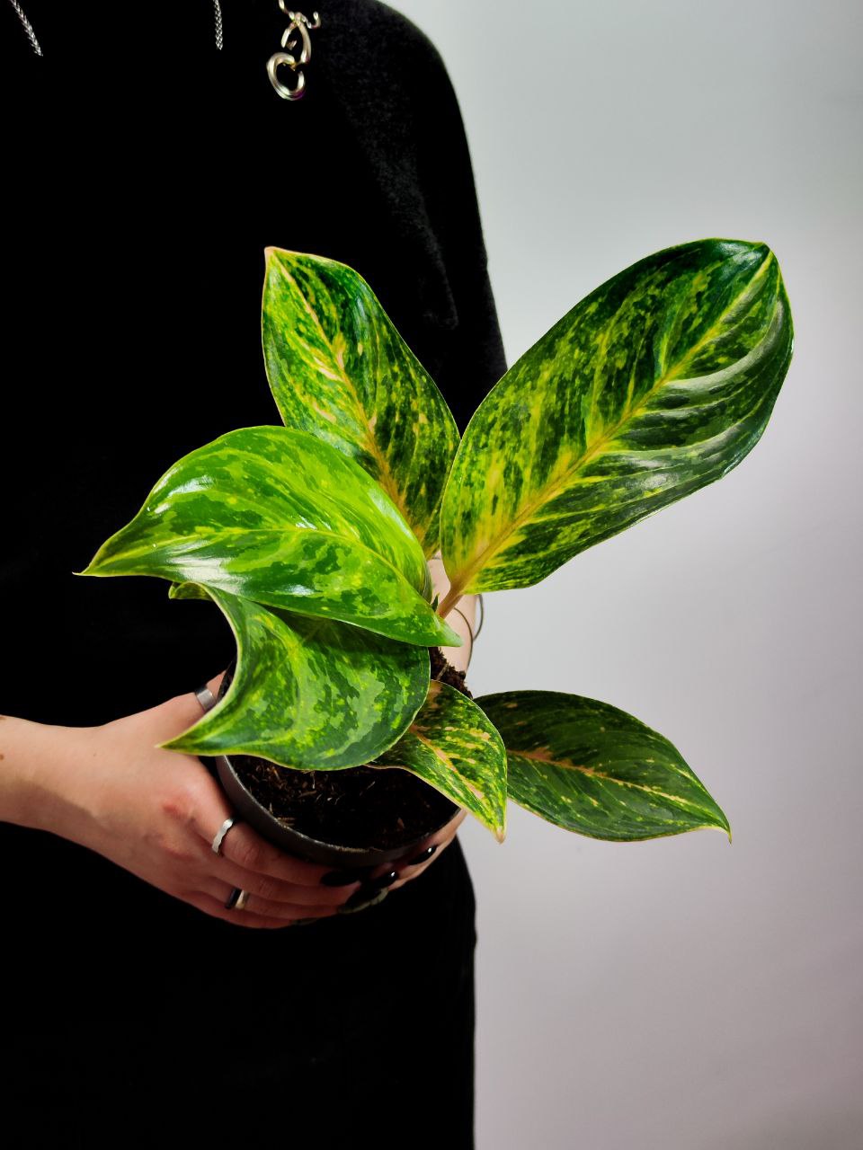 Аглаонема Пич Перл (Aglaonema Peach Pearl) D12см