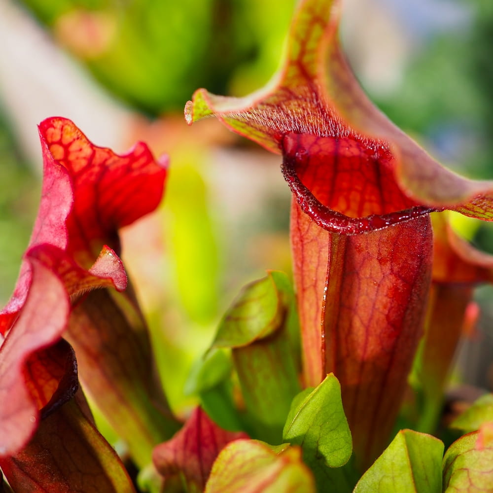 Саррацения Марун (Sarracenia Maroon) D9см