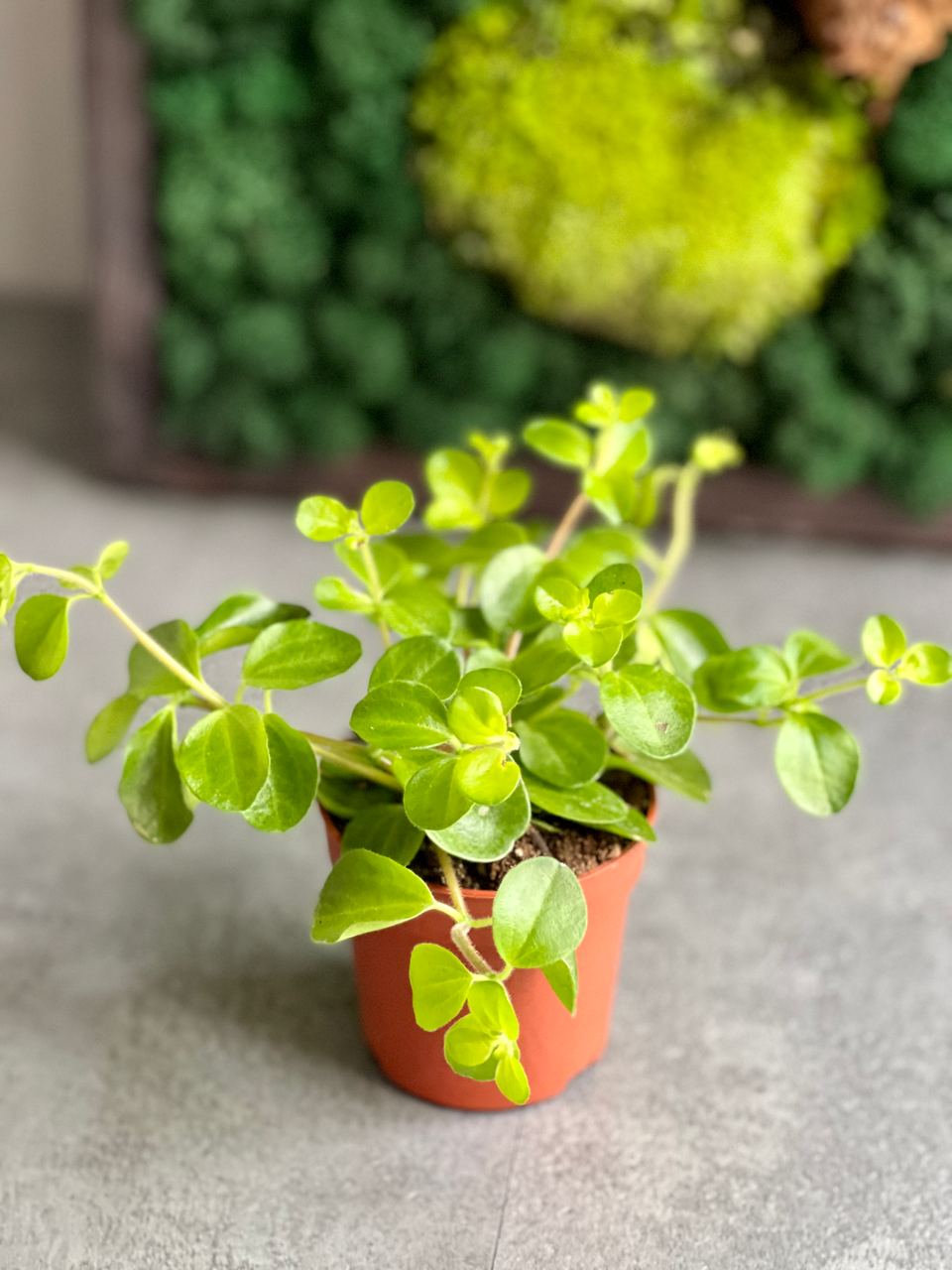 Пеперомия Круглолистная (Peperomia Rotundifolia) D5см