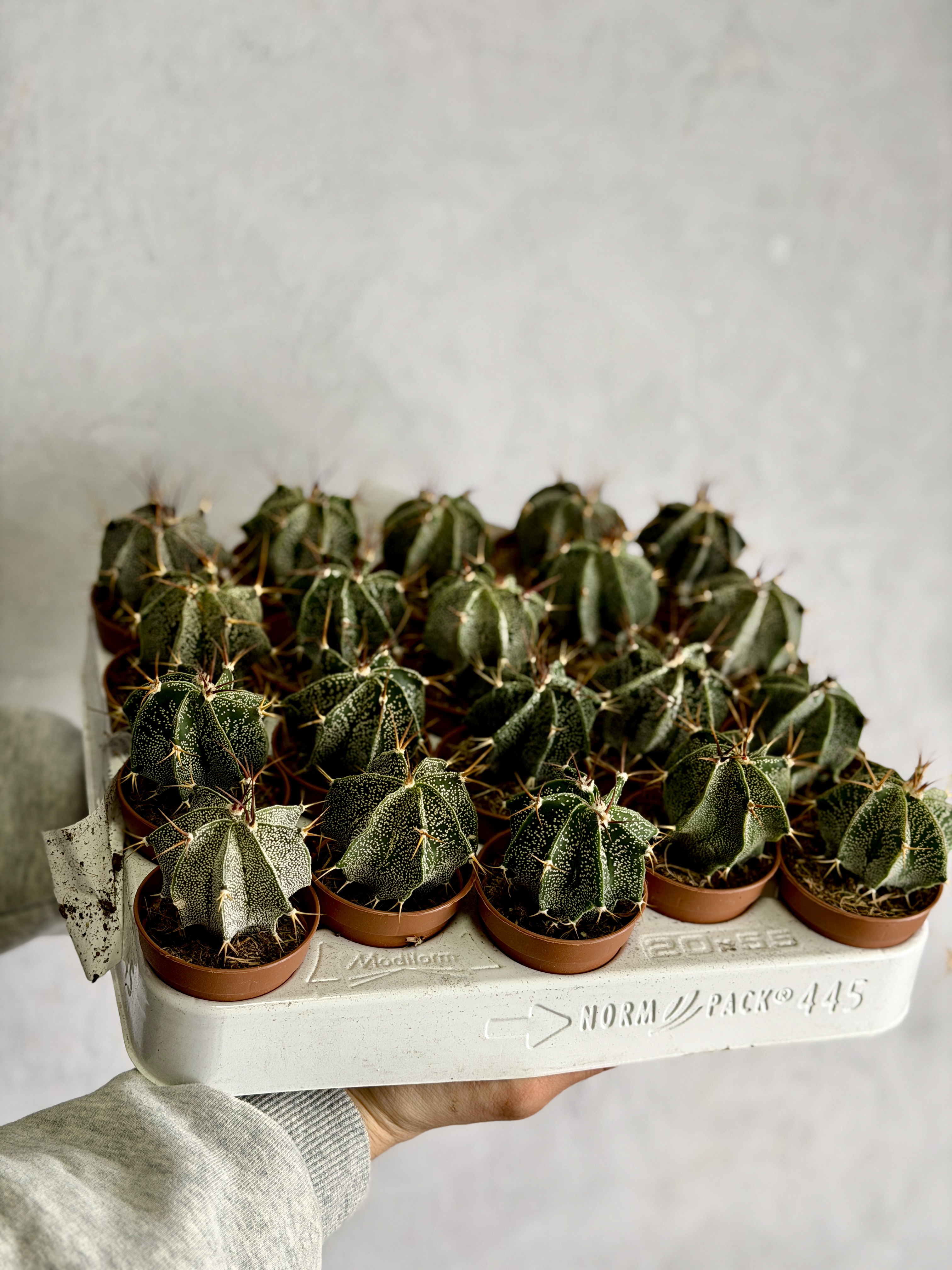 Астрофитум Орнатум (Astrophytum Ornatum) D5см