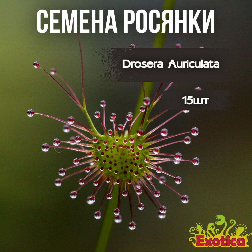 Семена Росянки Ушковидная (Drosera Auriculata), 15шт