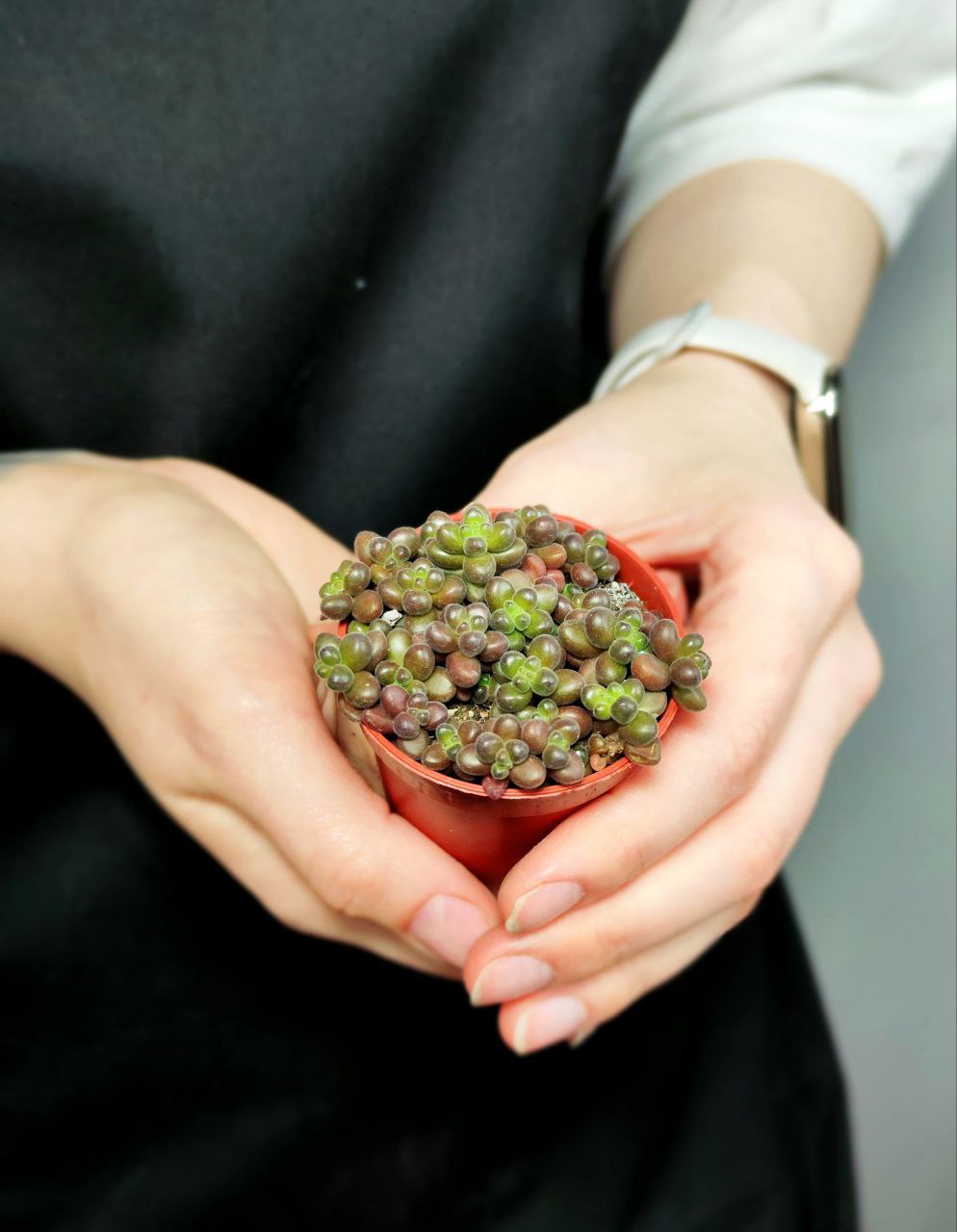 Седум Сталя Мини (Sedum Stahlii) D5см