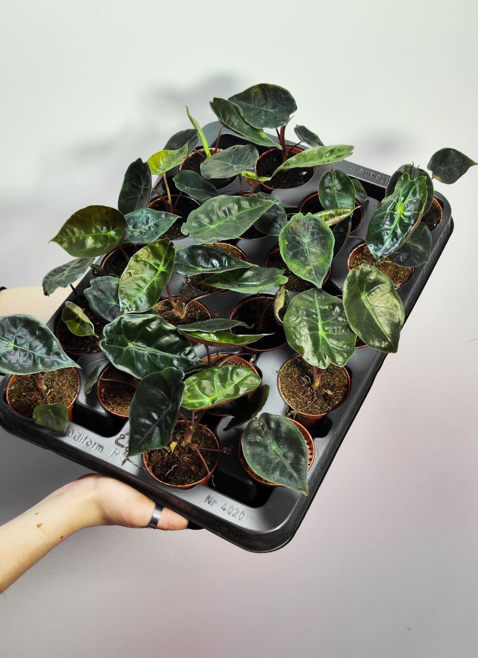 Алоказия Сухирманиана Ред Петрол (Alocasia Suhirmaniana Red Petiole) D6см