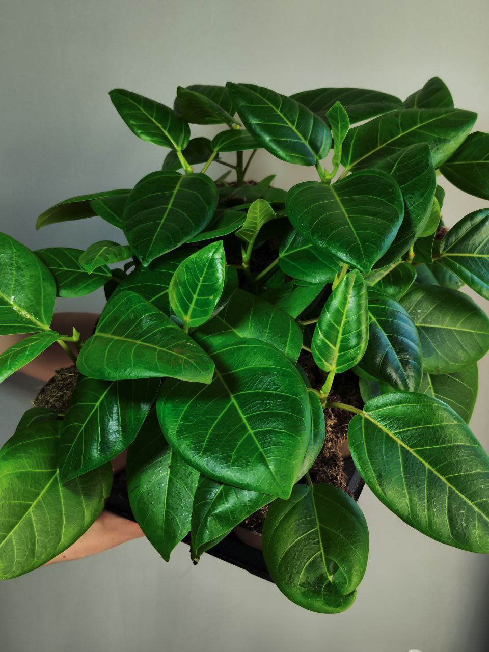 Фикус Альтиссима (Ficus Altissima) D11см