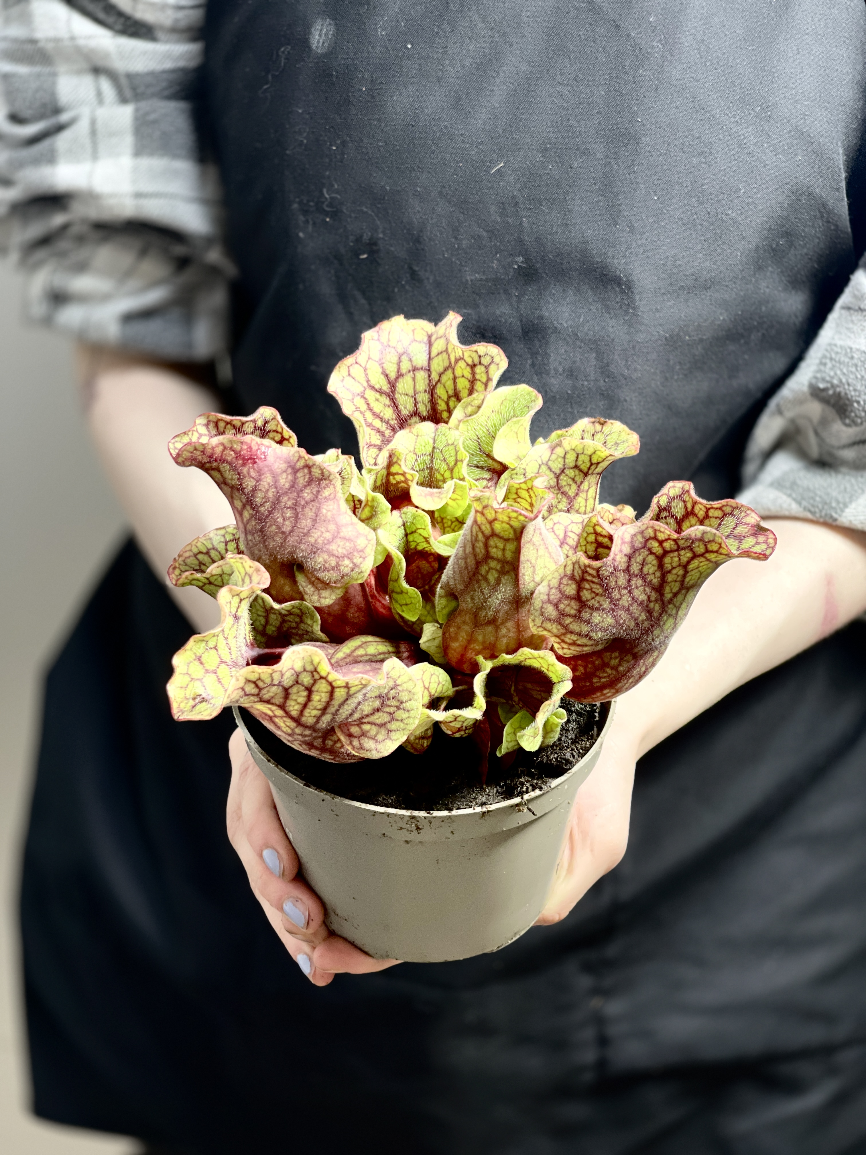 Саррацения Монтана (Sarracenia Montana) D12см
