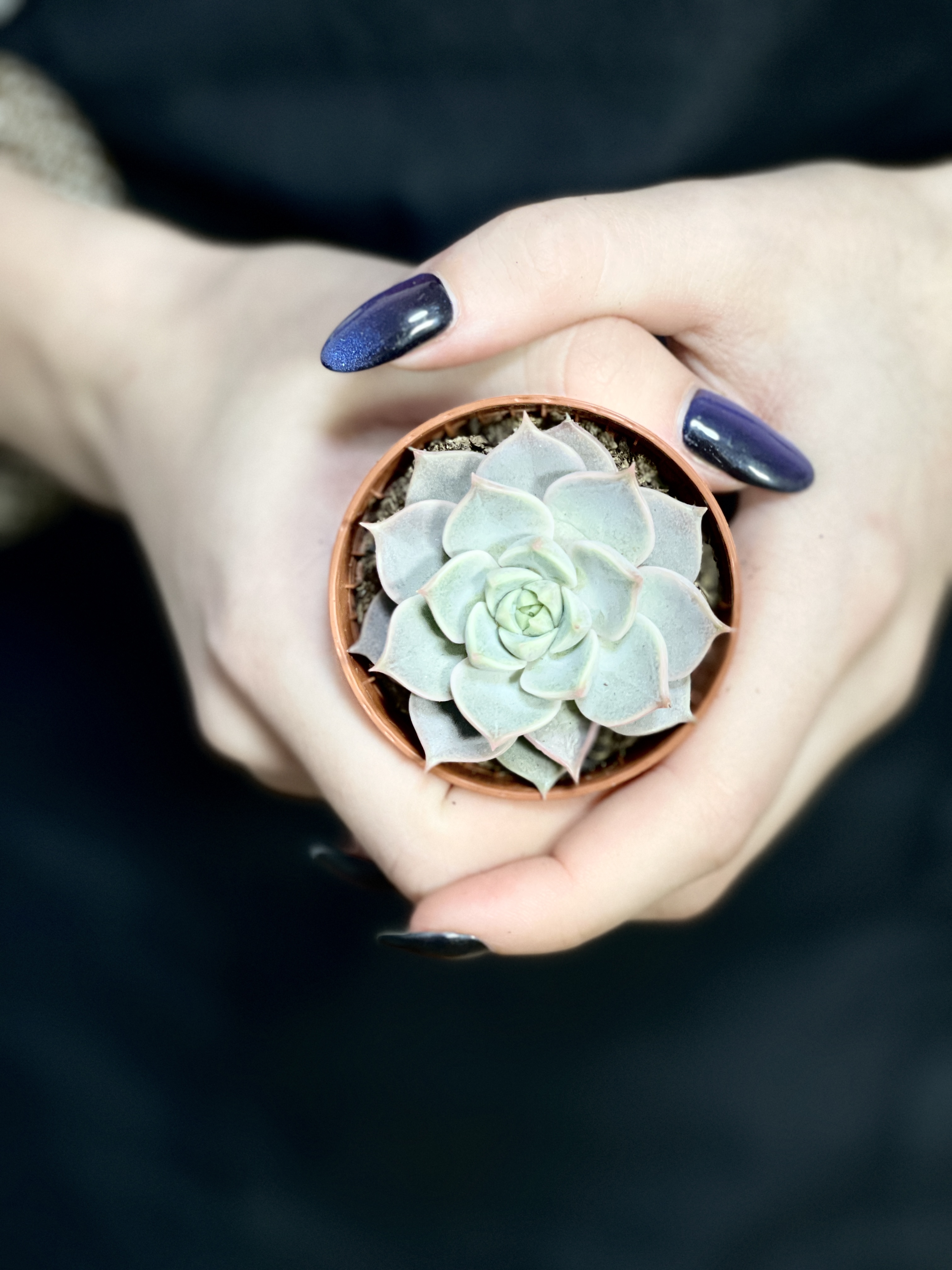 Эхеверия Марсик (Echeveria Marsik) D5см