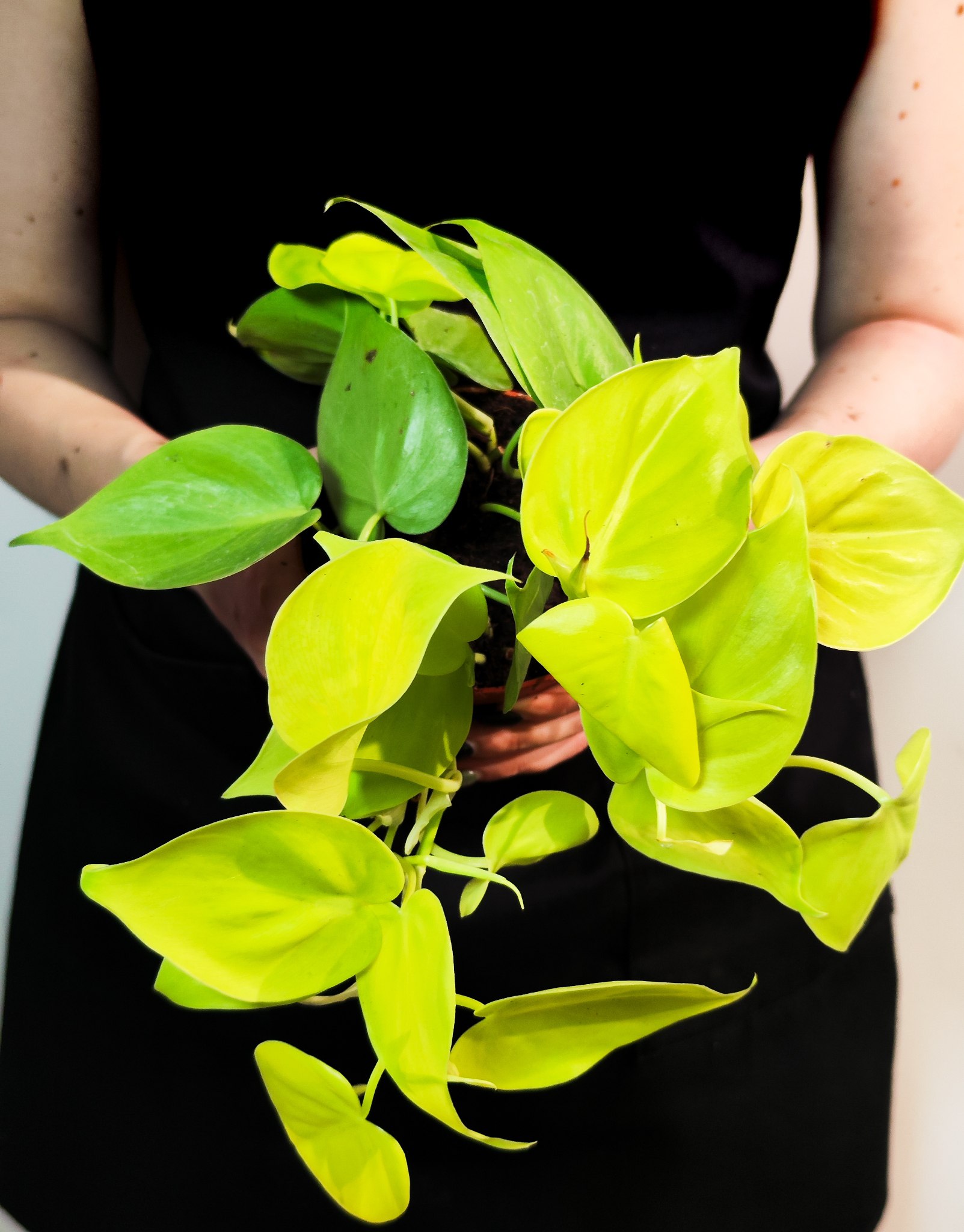 Филодендрон Сканденс Неон Лайм (Philodendron Scandens Neon Lime) D12см