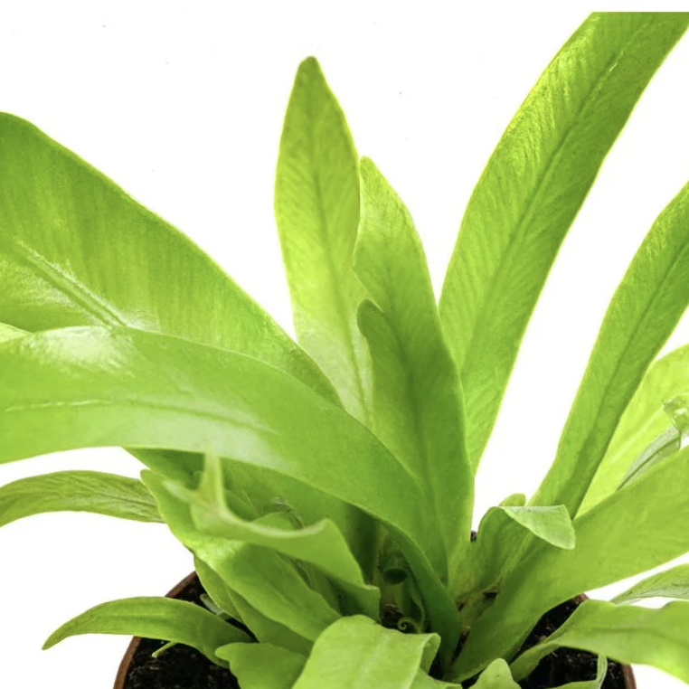 Асплениум Антикум (Asplenium Antiquum) D6см