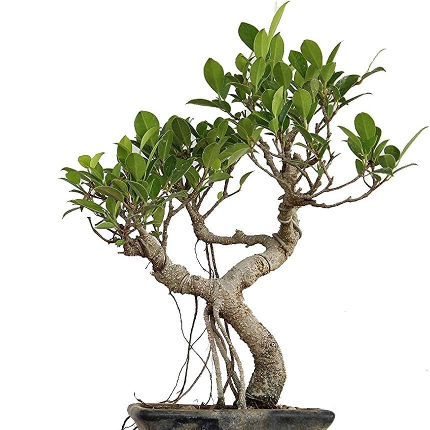 Бонсай Извилистый Фикус (Bonsai Ficus Microcarpa) в керамическом кашпо