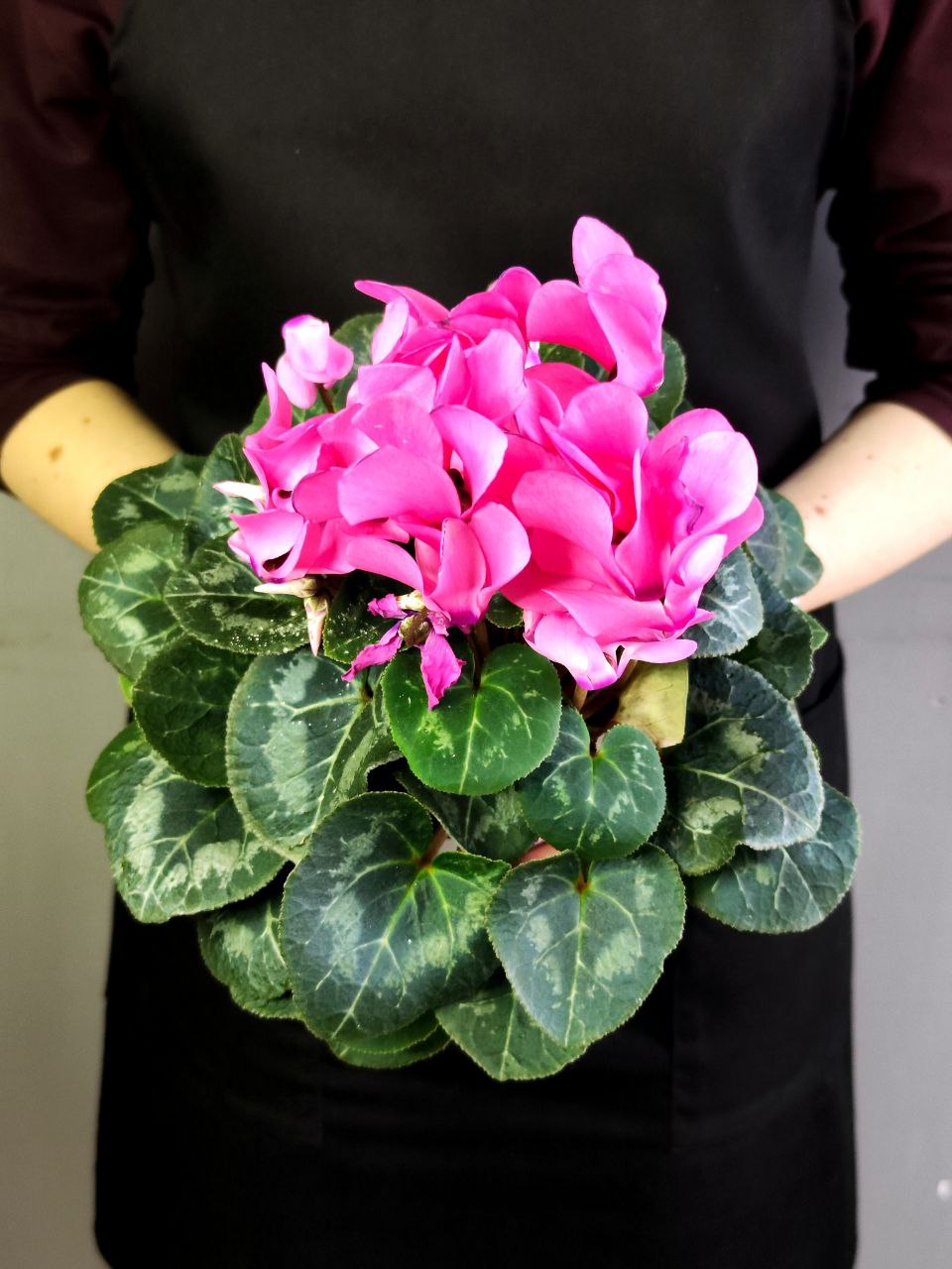 Цикламен Европейский Розовый (Cyclamen Europaeum Pink) D12см