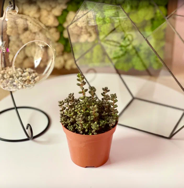Седум Сталя (Sedum Stahlii) D8cм