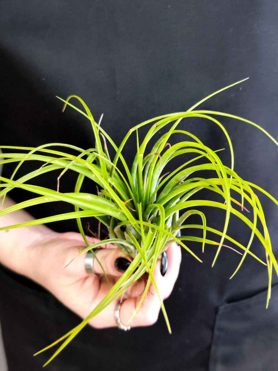 Тилландсия Меланократер Грин (Tillandsia Melanocrater Green)