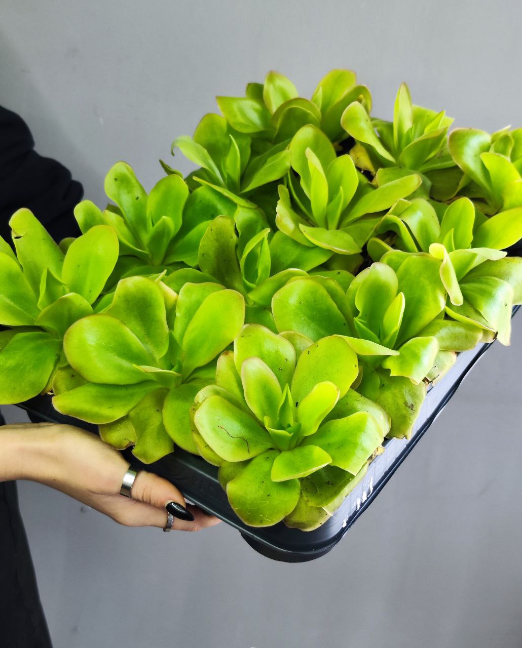 Жирянка Тина (Pinguicula Tina) D9см