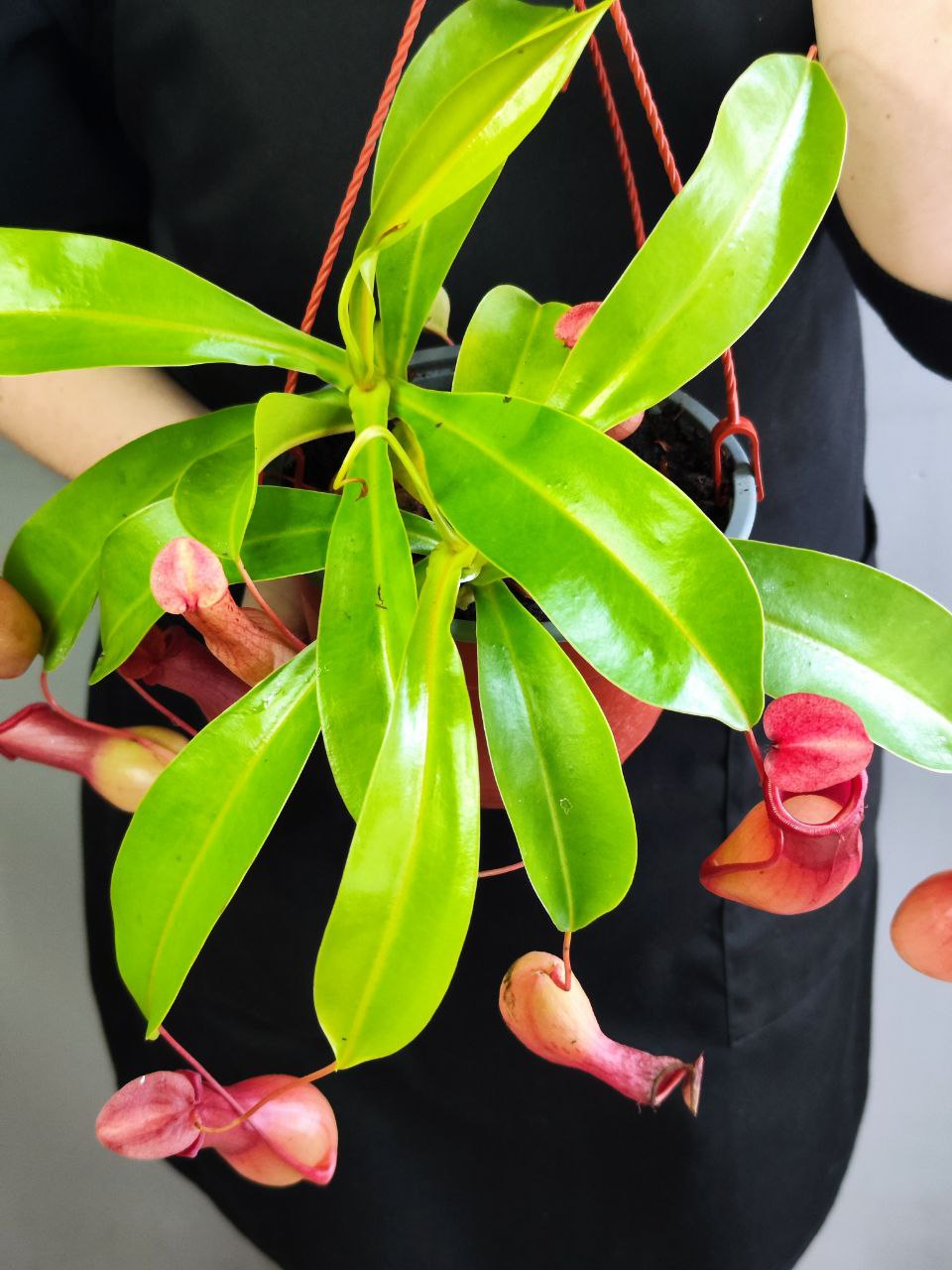 Непентес Вентрата (Nepenthes Ventrata) D14см в подвесном кашпо