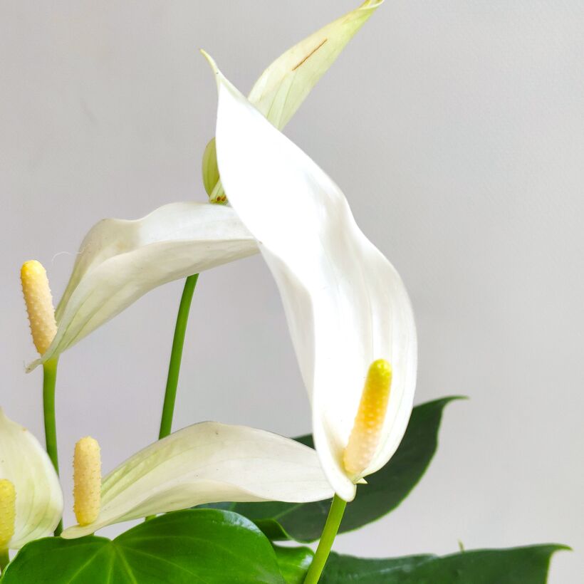 Антуриум Лилли Вайт (Anthurium An Lilli White) D9см