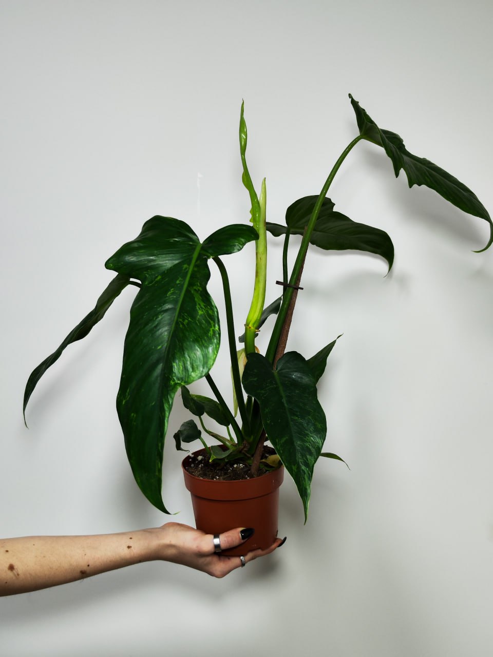 Филодендрон Золотой Дракон (Philodendron Golden Dragon) D12см