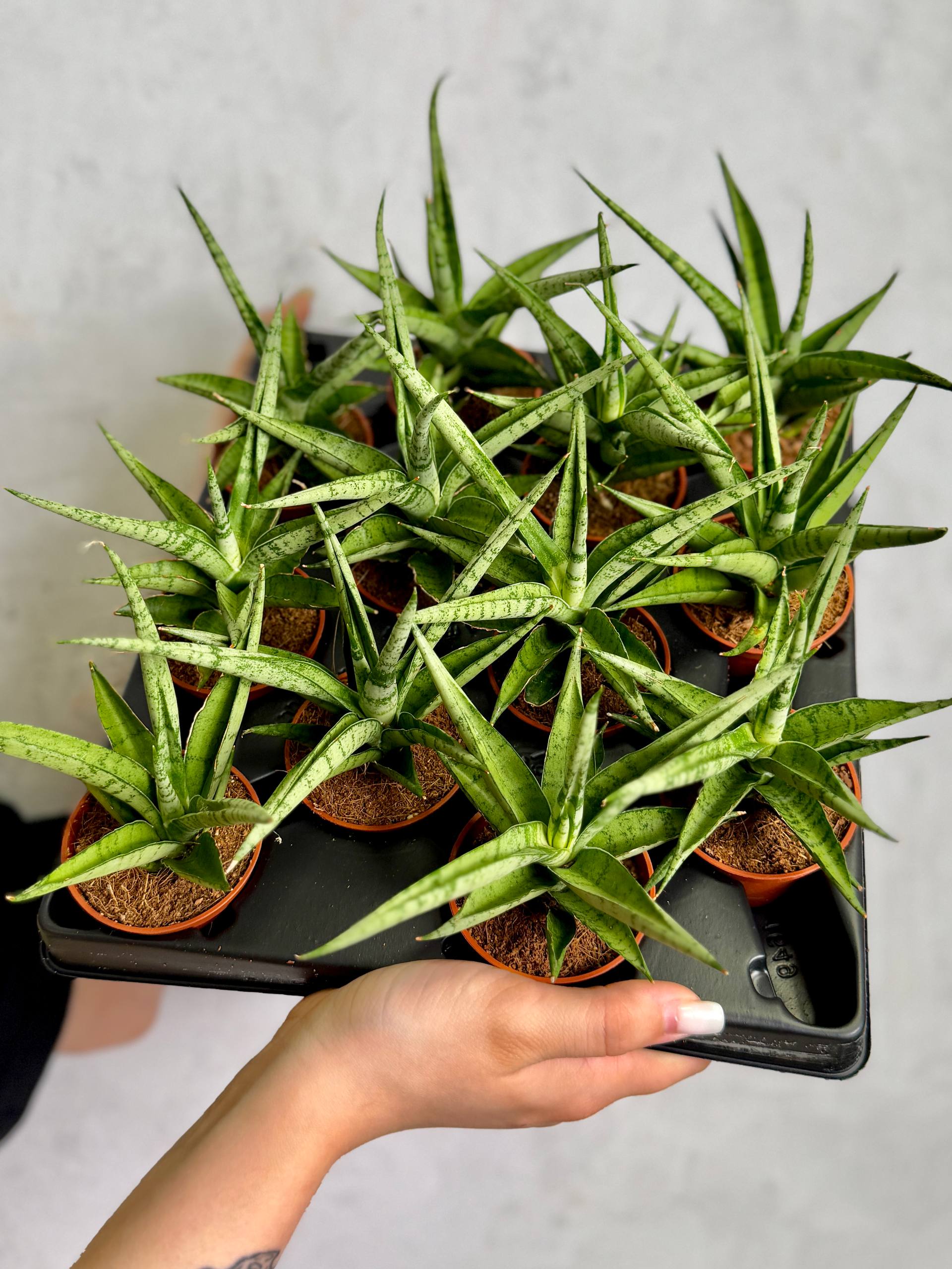 Сансевиерия Том Грацилис (Sansevieria Tom Gracilis) D6см
