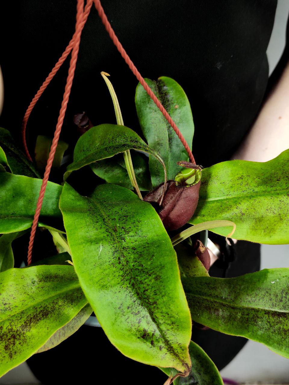 Непентес Ампулярия Красная (Nepenthes Ampullaria Red) D14см