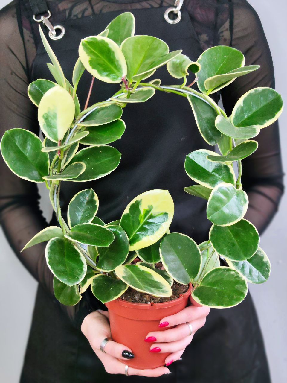 Хойя Аустралис Блонди на ободке (Hoya Australis Blondie) D12см