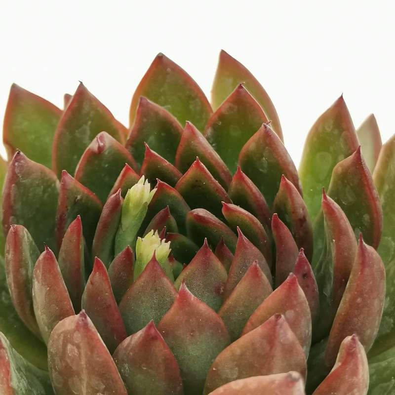 Эхеверия Костарии (Echeveria Costarii) D5см