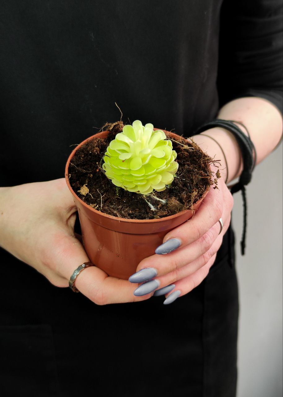 Жирянка Эссериана (Pinguicula Esseriana) D9см
