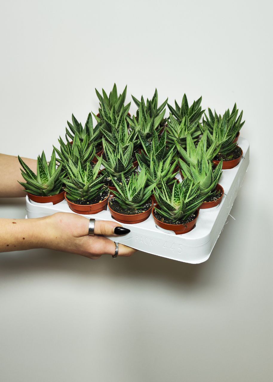 Гастералоэ Вариегата (Gasteraloe Variagata) D5см