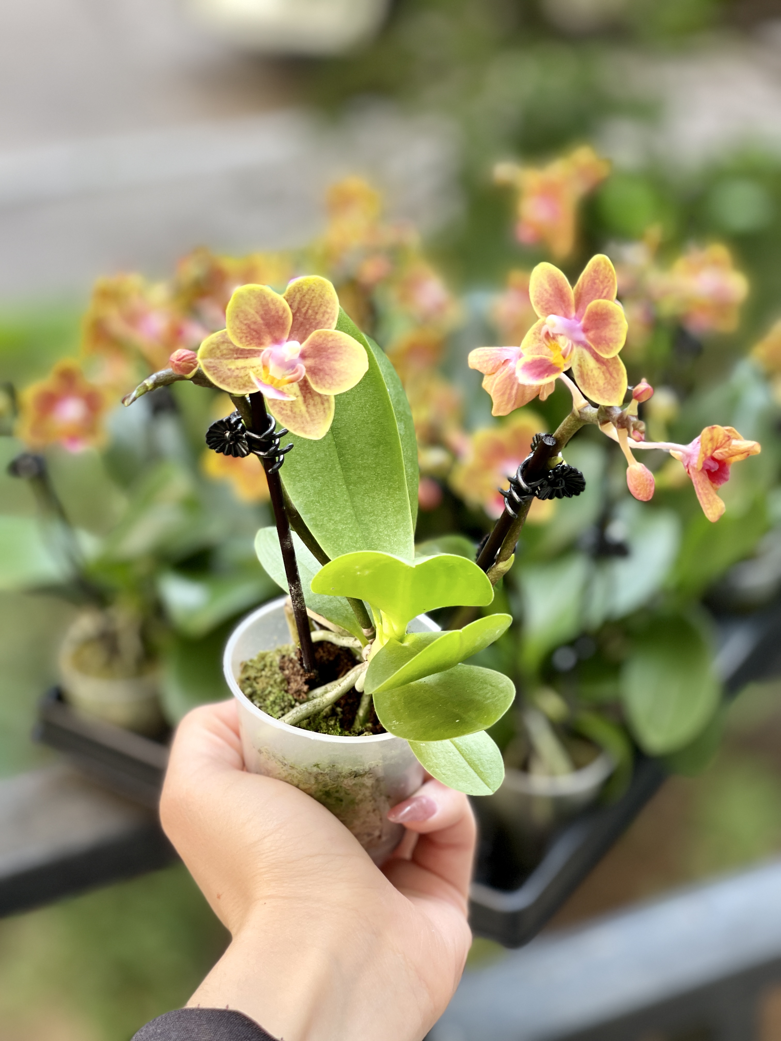 Орхидея Фаленопсис Персиковая (Phalaenopsis Multiflora) D6см