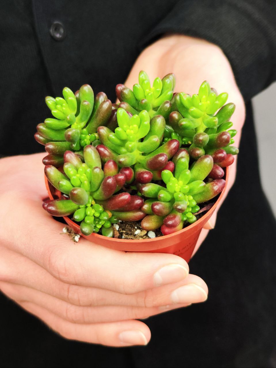 Седум Рубротинктум Аврора (Sedum Rubrotinctum Aurora) D8см