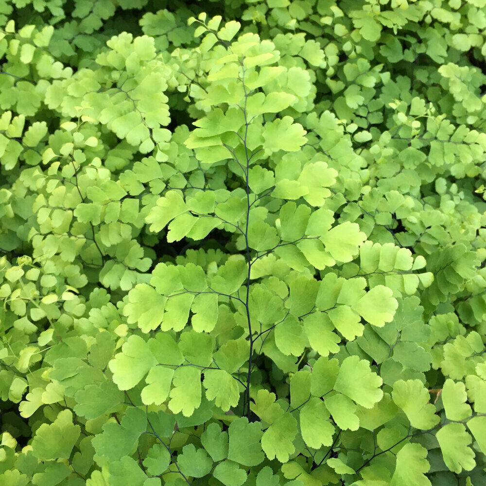 Адиантум Фриц Лутц, или Ажурный Папоротник (Adiantum Fritz-luthi) D8,5см