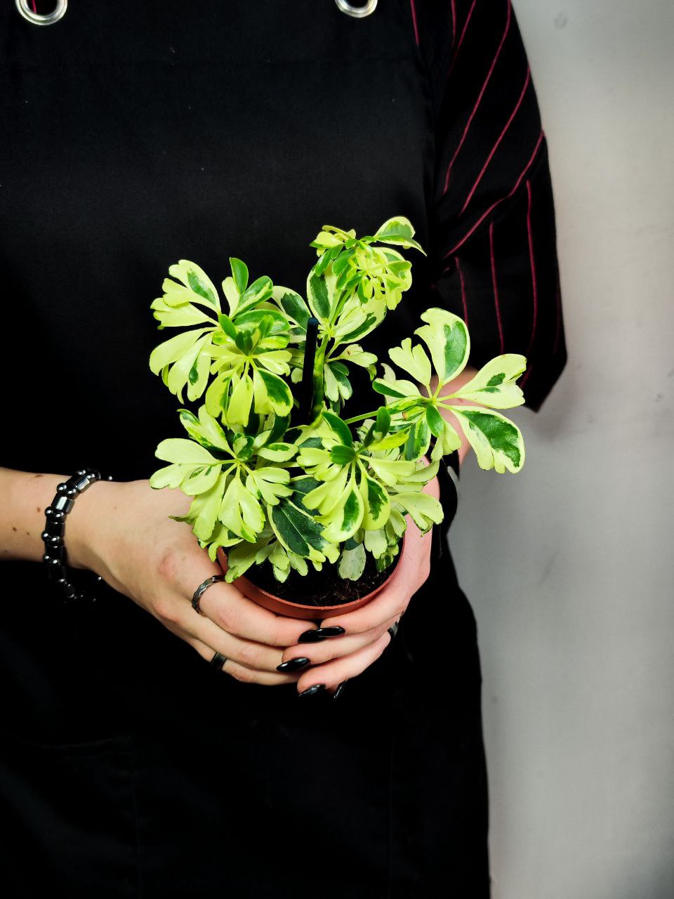 Шеффлера Арборикола Жанин (Schefflera Arboricola Janine) D9см