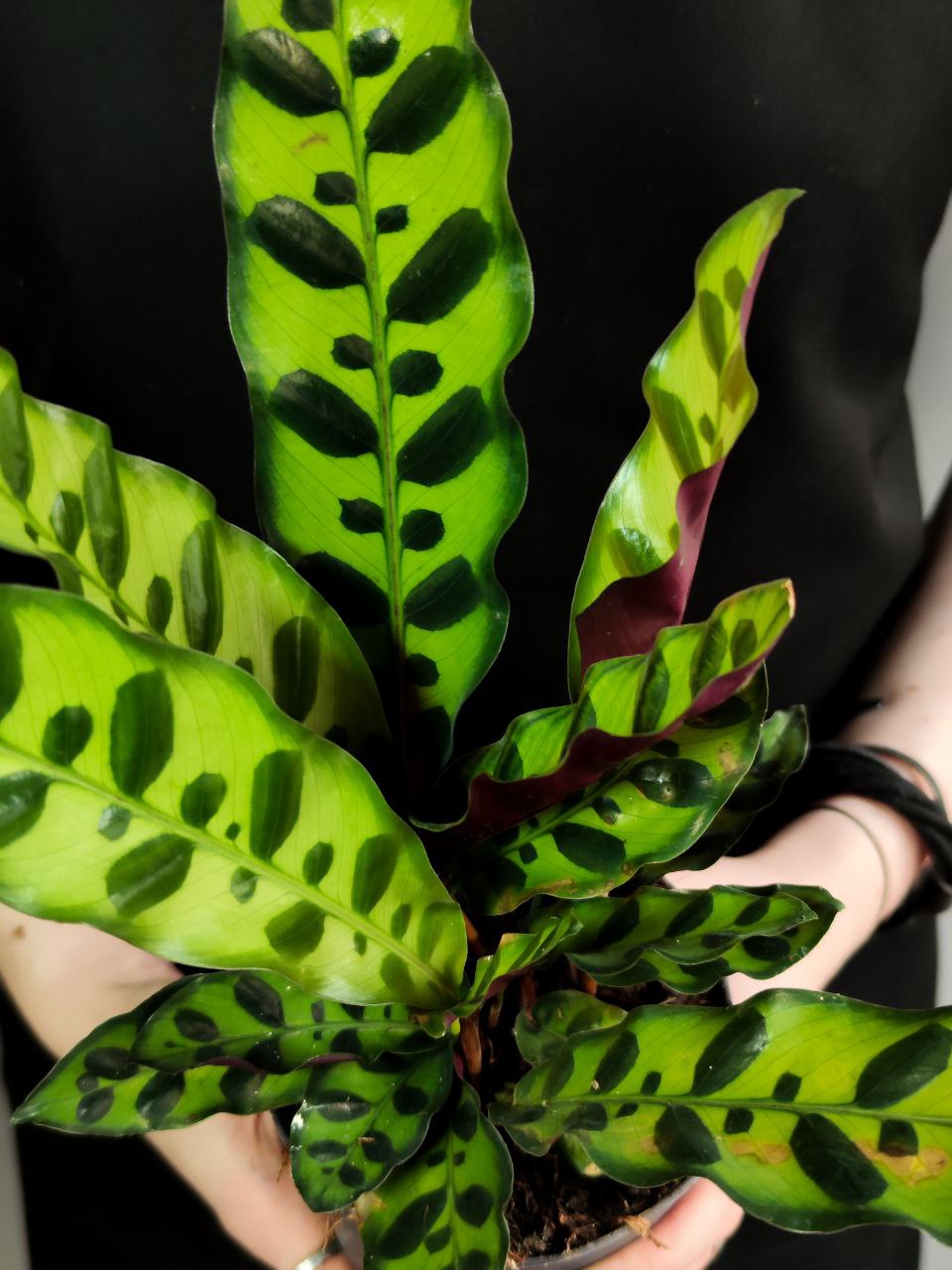 Калатея Лансифолия (Calathea Lancifolia) D12см