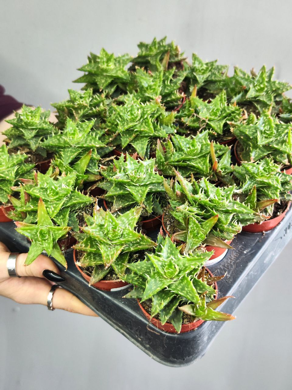 Алоэ Оттопыренное Груп (Aloe Squarrosa Group) D5см