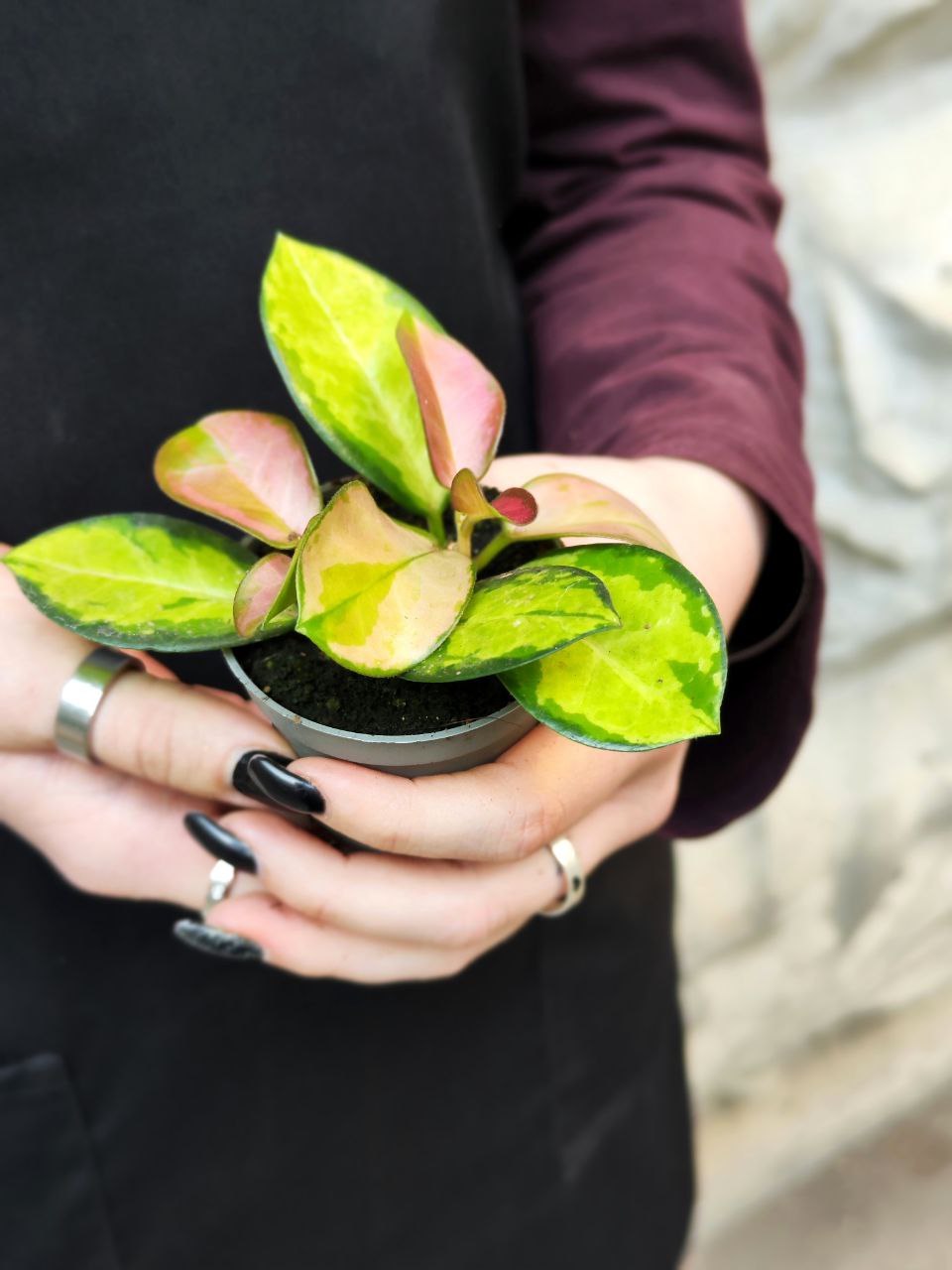 Хойя Лиза Аустралис (Hoya Australis Lisa) D6см