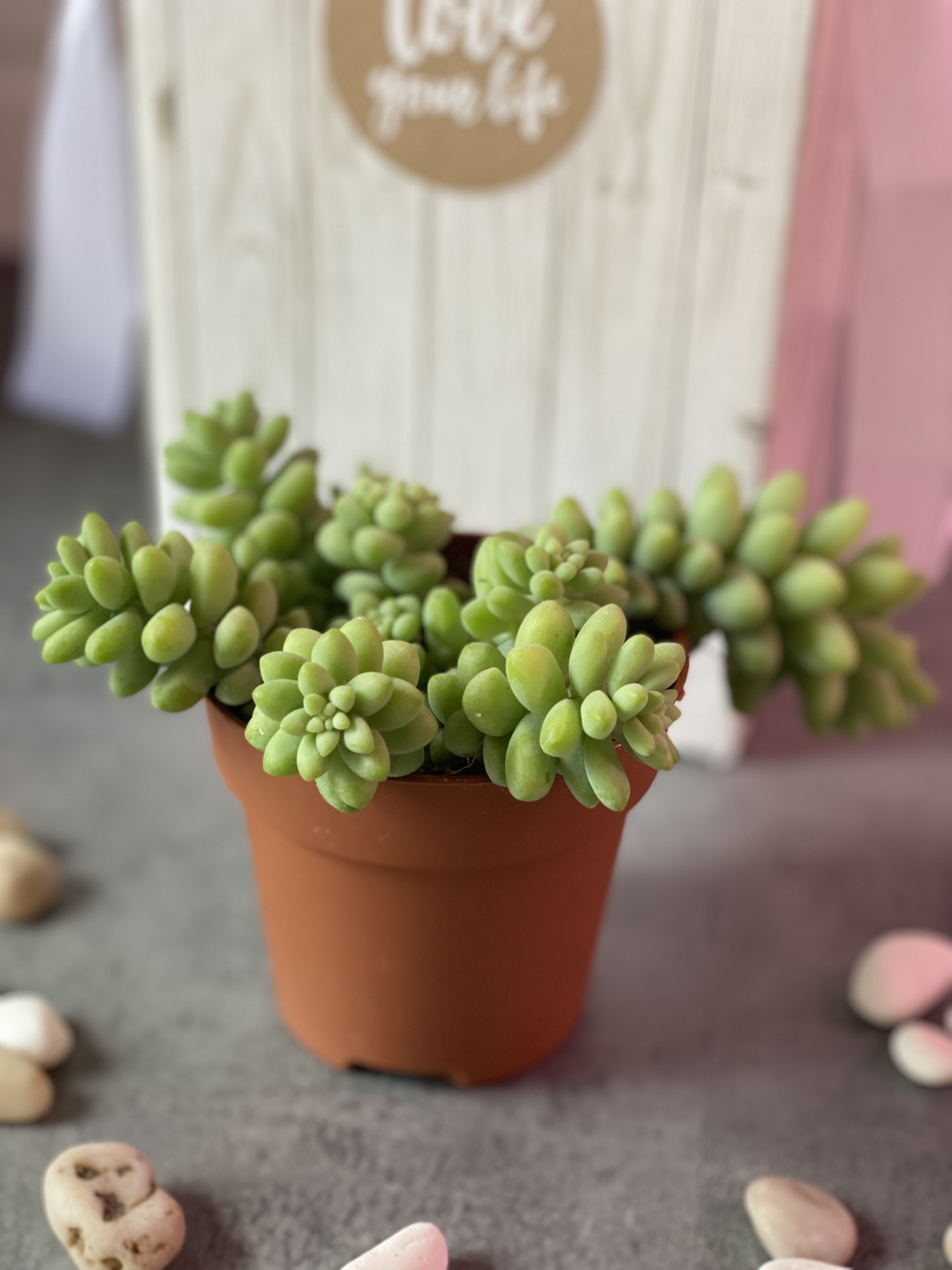 Седум Буррито (Sedum Burrito) D8см