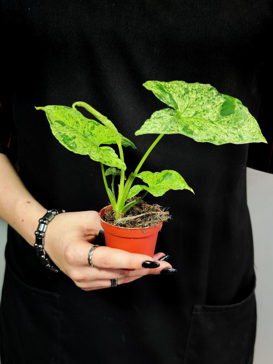 Сингониум Моттлед Мохито (Syngonium Mottled Mojito) D6см